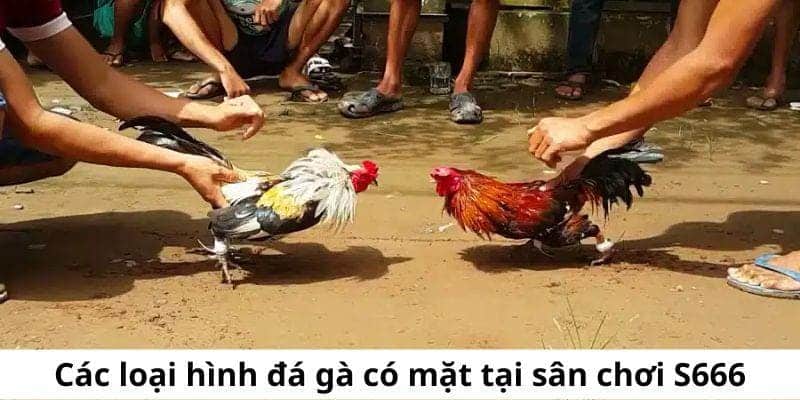 Các loại hình đá gà tại sân chơi S666