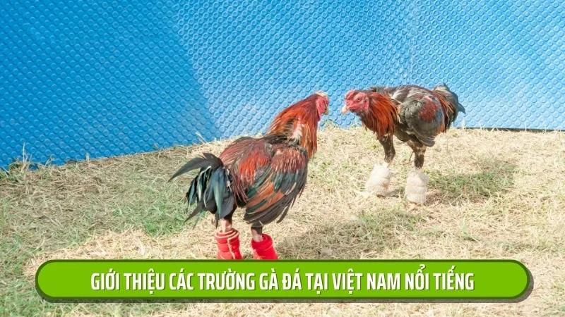 Trường Gà Đá Tại Việt Nam – Cháy Cùng Các Trận Đấu Đỉnh Cao