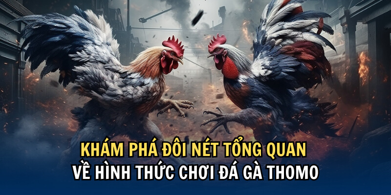 Đá Gà Thomo s6666 – Trận Đấu Trực Tiếp Đá Gà Mới Nhất 2024